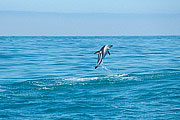 Picture 'Nz2_13_2 Dolphin, Dusky Dolphin, New Zealand, Kaikoura'